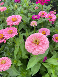 Zinnia- Luminosa