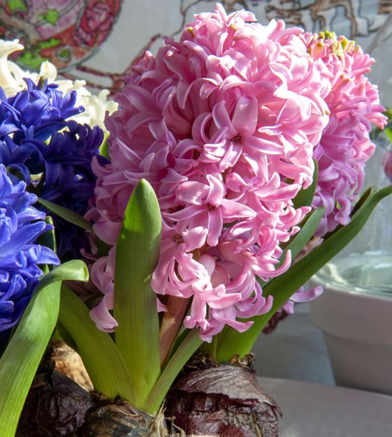 Hyacinth- Pink Pearl