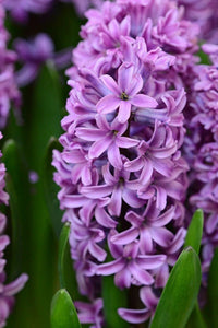 Hyacinth- Purple Star