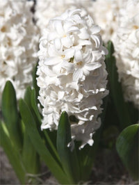 Hyacinth- Pallas