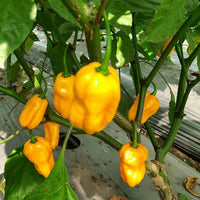 Chilli- Habanero Yellow