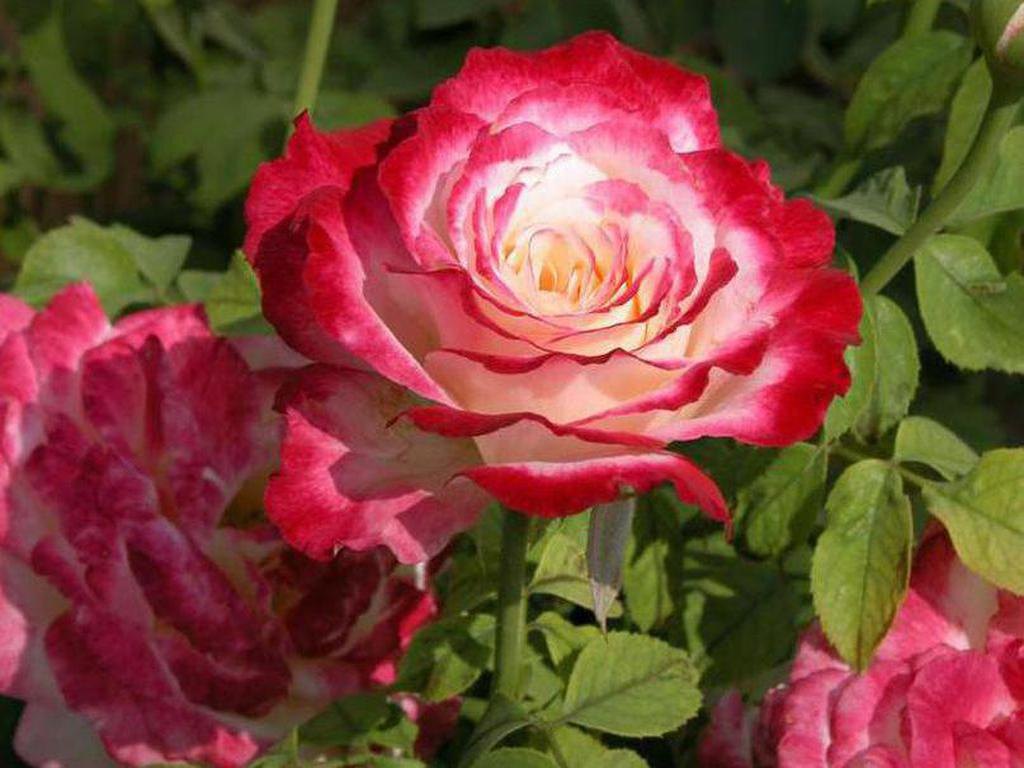 Double Delight Rose Flower Seeds for Planting – Heirloom, Non-GMO Garden Bloom Seeds - Delight for planting in home garden