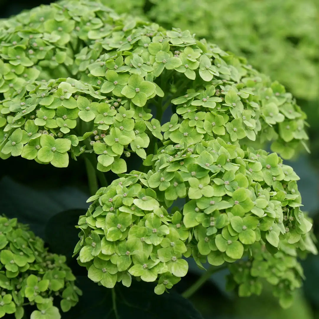 Heirloom Thick Green Hydrangea Flower Seeds, Non-GMO Vibrant Blooms for Planting