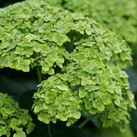 Heirloom Thick Green Hydrangea Flower Seeds, Non-GMO Vibrant Blooms for Planting