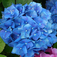 Heirloom Deep Blue Hydrangea Flower Seeds, Non-GMO Stunning Blooms for Planting