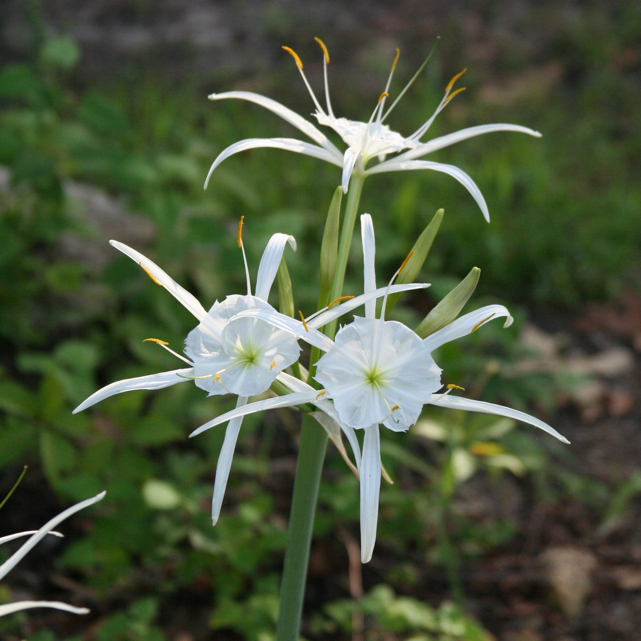 Heirloom Hymenocallis Flower Seeds, Non-GMO Spider Lily Blooms for Elegant Garden Planting