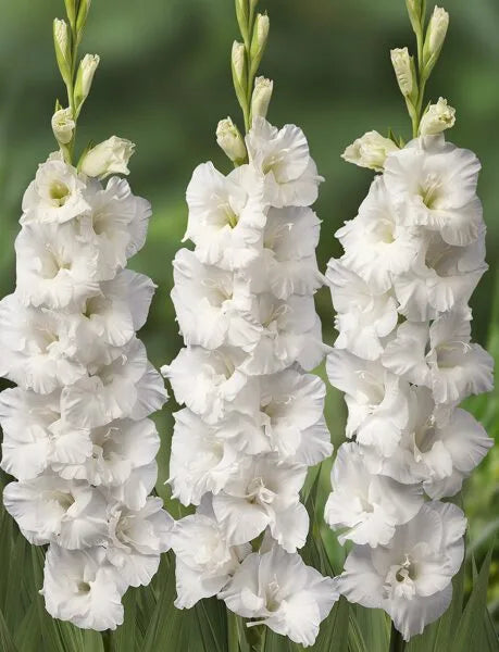Gladiolus- Flevo Snow
