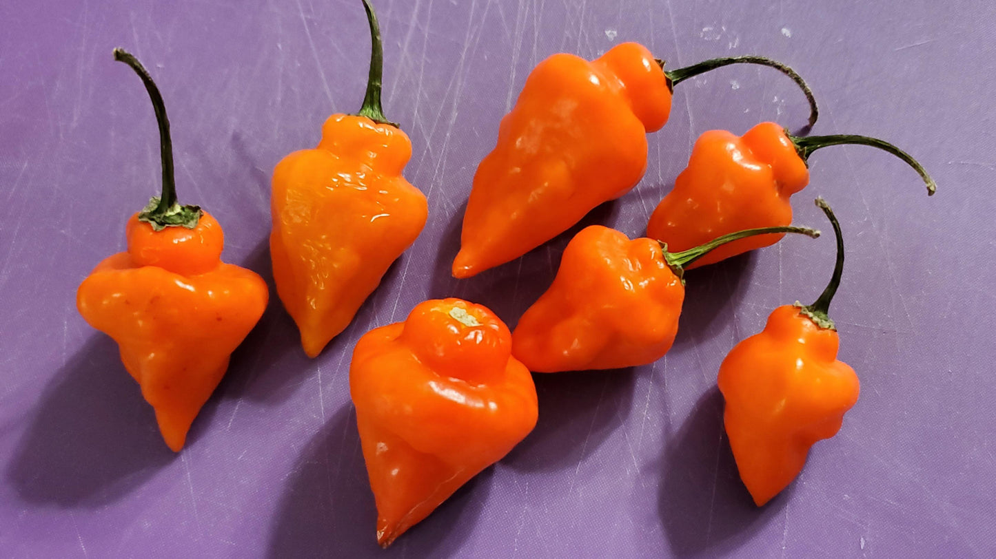 Helios – Habanero Pepper Seed