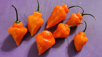 Helios – Habanero Pepper Seed