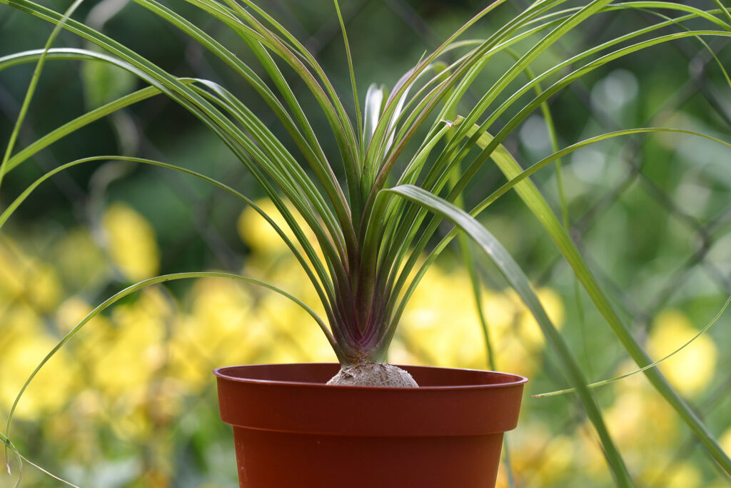 Ponytail Palm