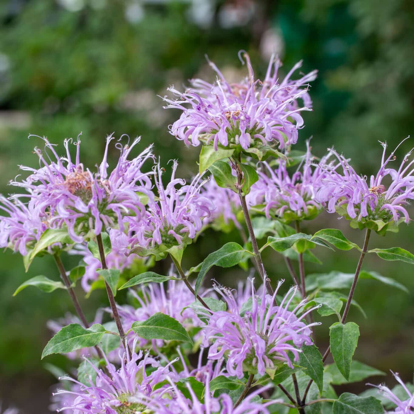 Bergamot (Bergamot scientific name) for planting in garden