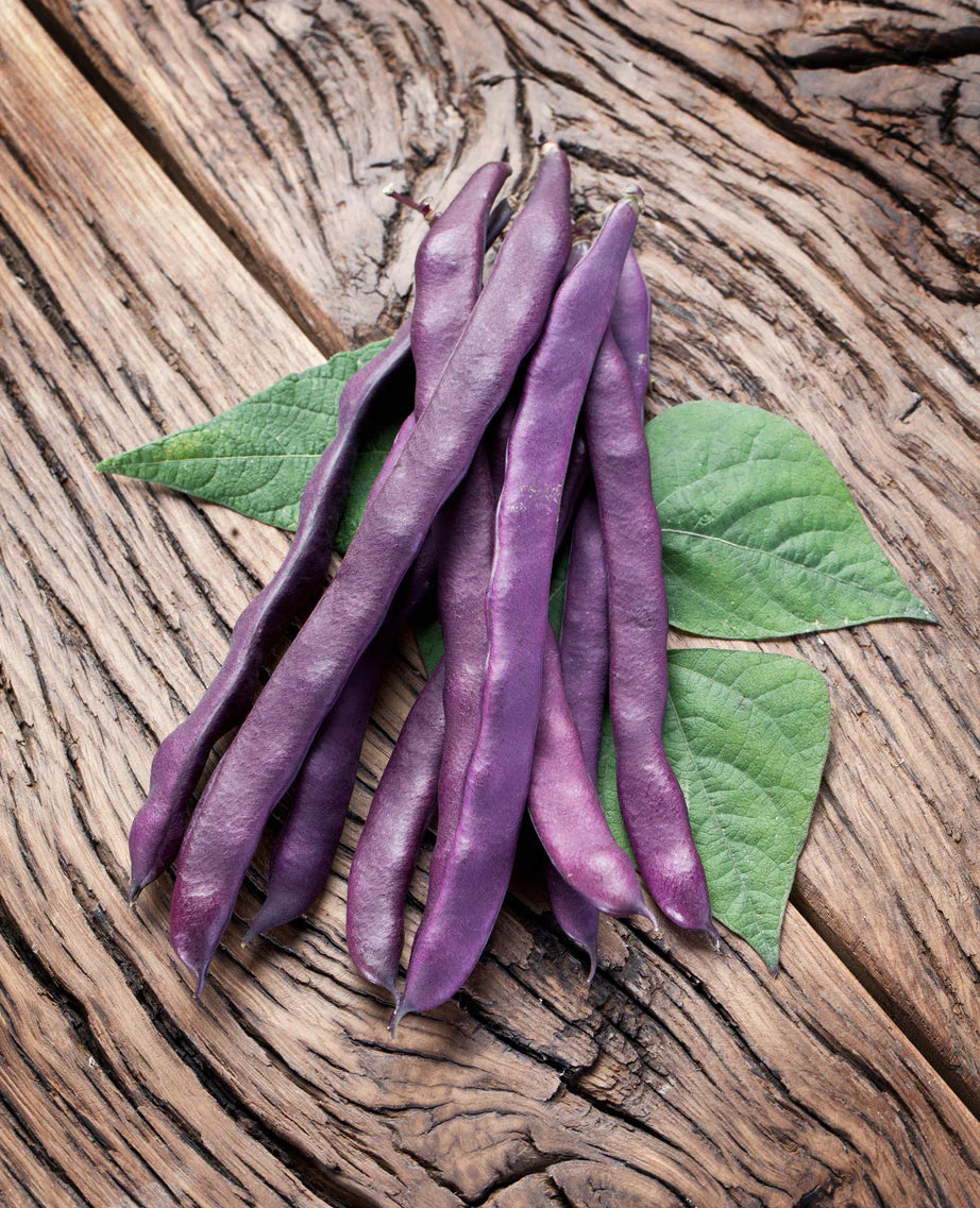 Climbing Bean- Purple King