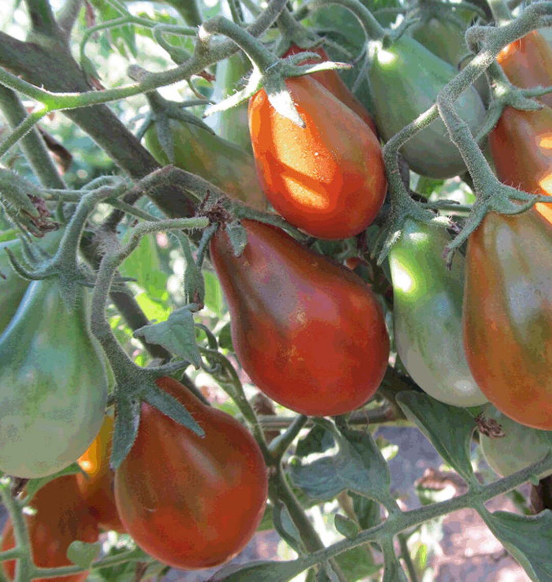 Chocolate Pear – Tomato Seed
