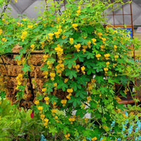 Canary Creeper Nasturtium