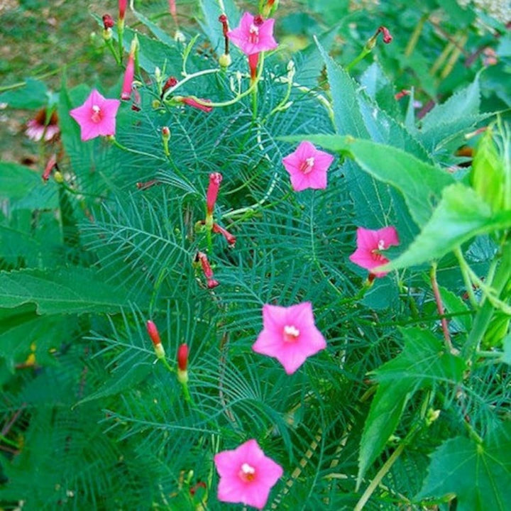 Annual Rose Cypress Vine Flower Seeds for Planting - 100