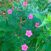 Annual Rose Cypress Vine Flower Seeds for Planting - 100