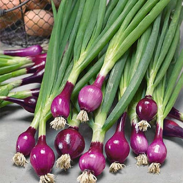 Purplette – Organic Onion Seed