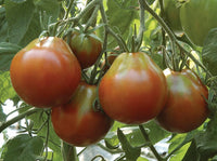 Japanese Black Trifele Organic Tomato Seed