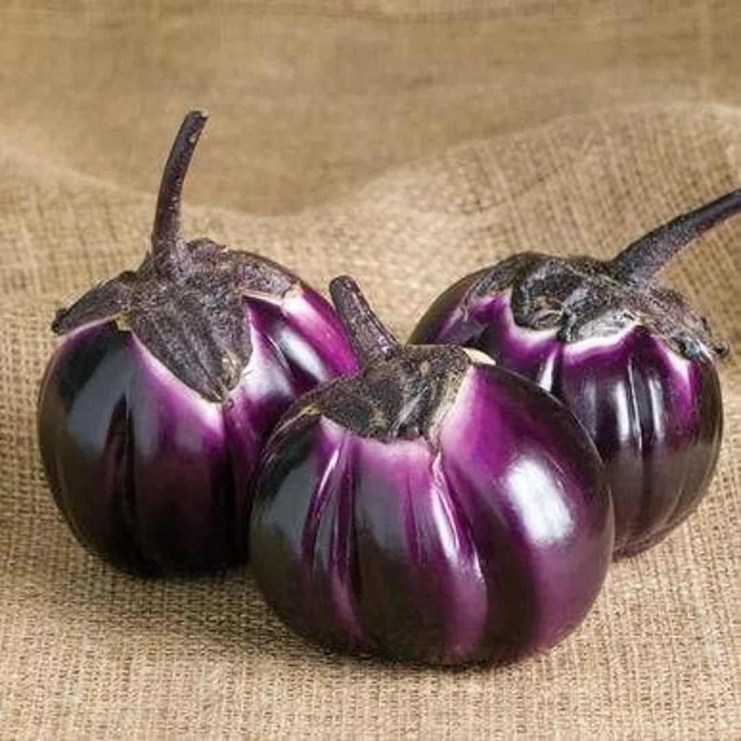 Barbarella – Eggplant Seed