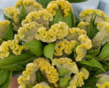 Cramer’s Lemon Lime – Celosia Seed