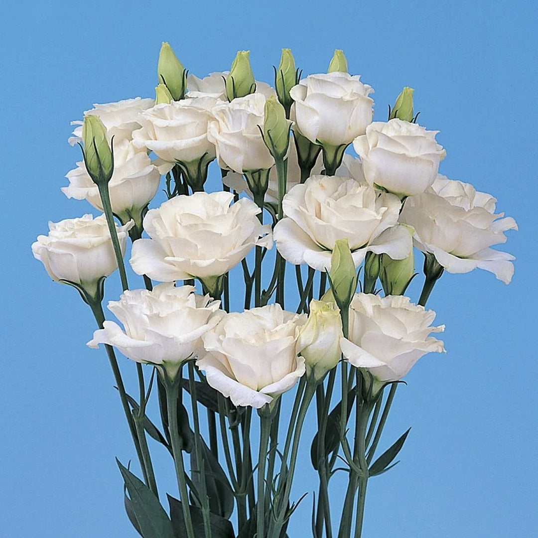 Mariachi Pure White Lisianthus