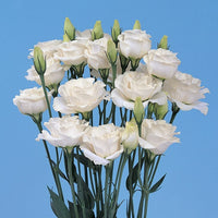 Mariachi Pure White Lisianthus
