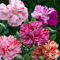 Chabaud Picotee Double Mix – Dianthus Seed