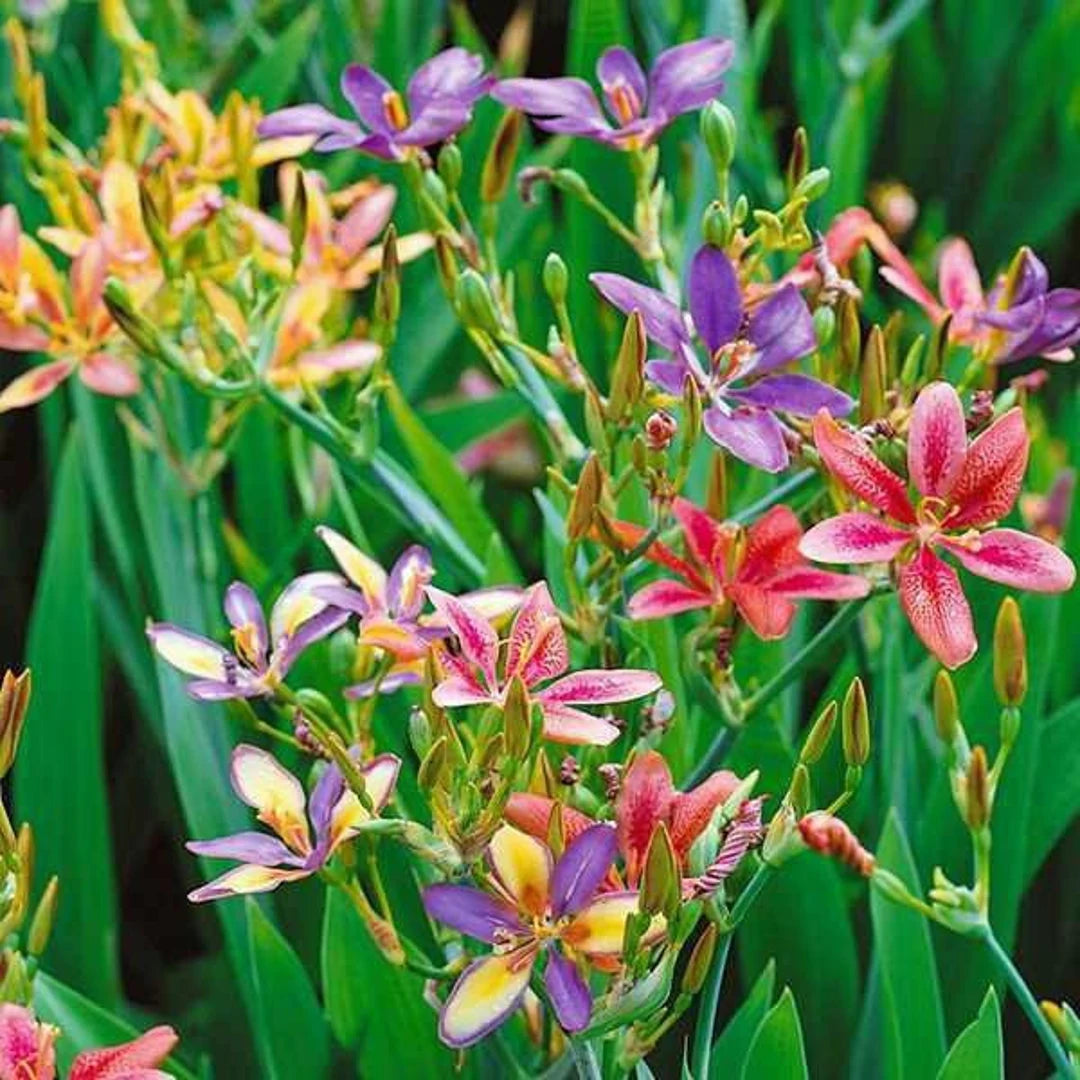 Heirloom Non-GMO Pardancanda Flower Seeds for Planting – Colorful Perennial Iris-Like Garden Blooms - Non-GMO for planting in home garden