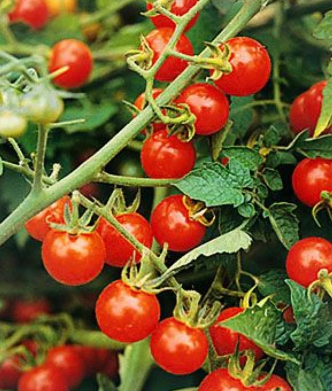 Matt’s Wild Cherry – Tomato Seed