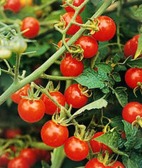 Matt’s Wild Cherry – Tomato Seed