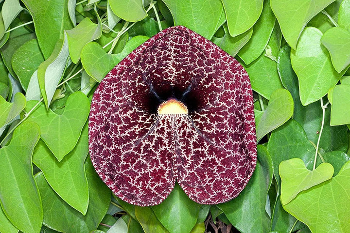 Heirloom Non-GMO Aristolochia Elegans Flower Seeds for Planting – Exotic Vine Blooms