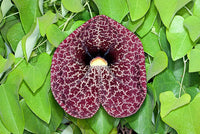 Heirloom Non-GMO Aristolochia Elegans Flower Seeds for Planting – Exotic Vine Blooms