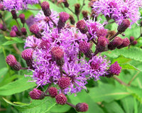 Heirloom Non-GMO Vernonia Anthelmintica Flower Seeds for Planting – Medicinal Wildflower Seeds