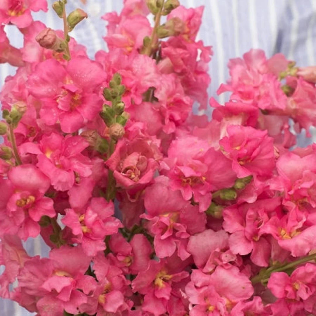 Madame Butterfly Rose – Snapdragon Seed