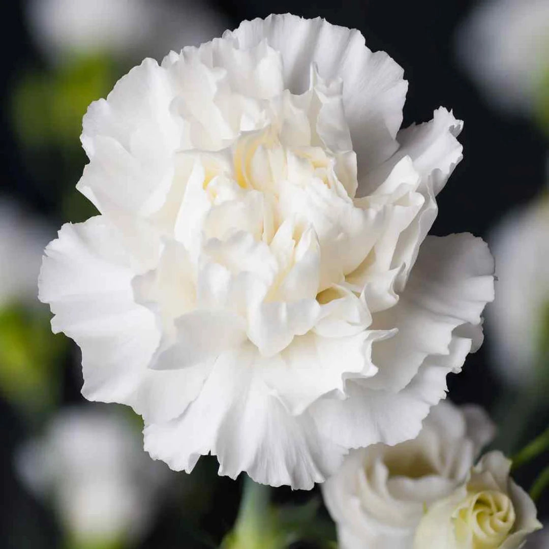 Carnation- Grenadin White