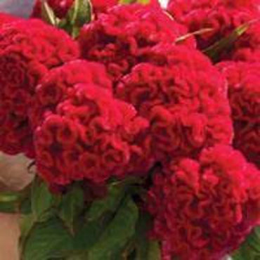 Chief Carmine – Celosia Seed