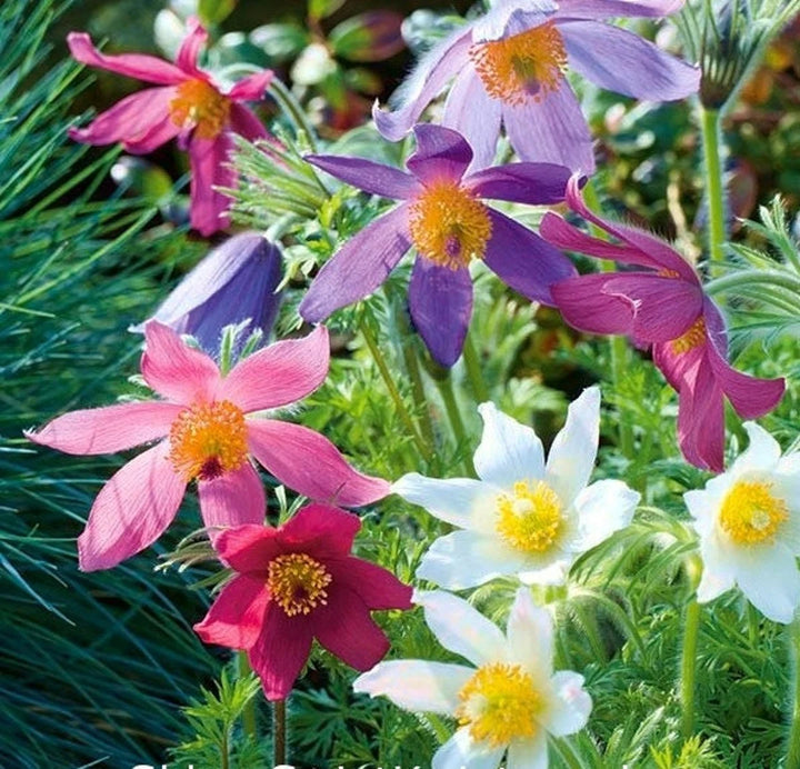 Heirloom Non-GMO Mixed Anemone Pulsatilla Flower Seeds for Planting – Colorful Perennial Bloom Seeds
