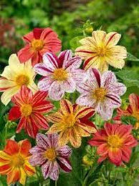 Dahlia- Fireworks Mix