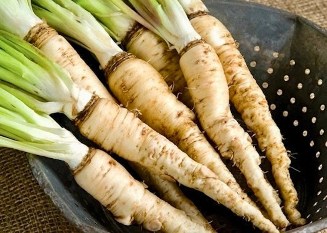 Mammoth Sandwich Island – Salsify Seed