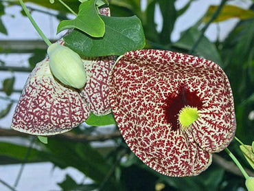 Heirloom Non-GMO Aristolochia Elegans Flower Seeds for Planting – Exotic Vine Blooms