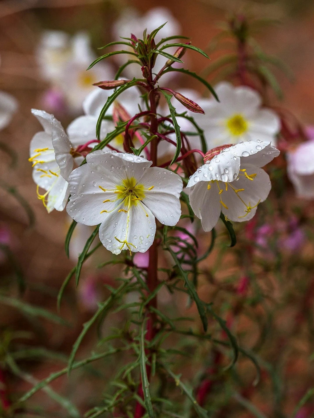 Evening Primrose- Innocence
