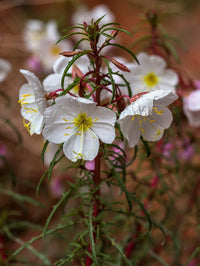 Evening Primrose- Innocence