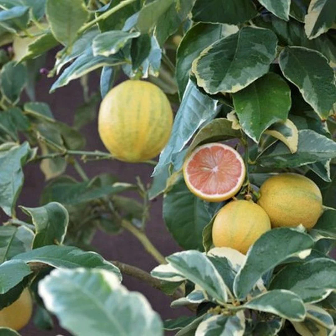 Pink Eureka lemon Citrus limon seeds for citrus home garden