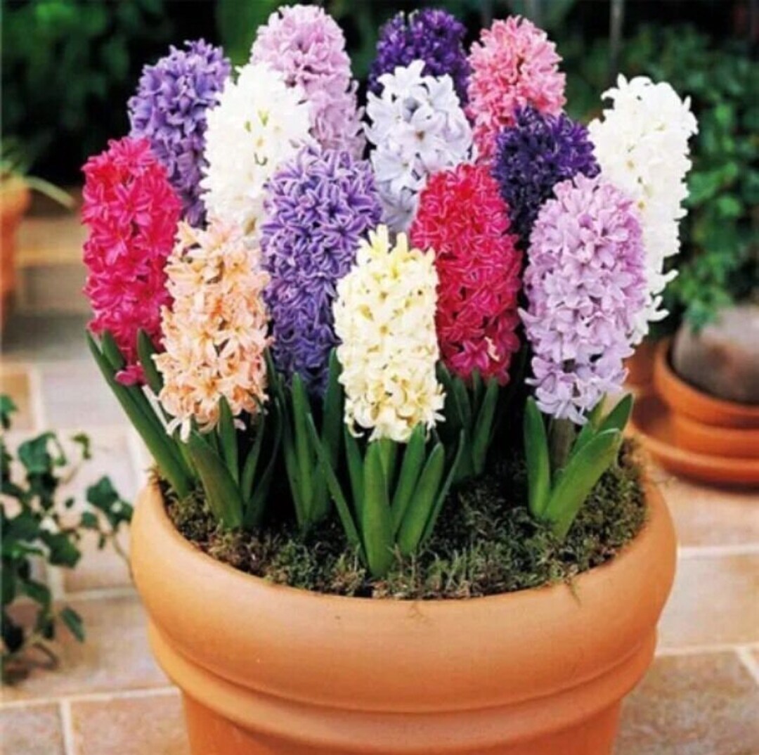 Gipsy Hyacinth Mixture Seeds