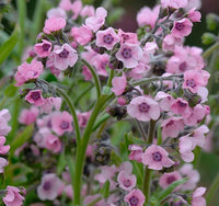 Forget Me Not, Chinese- Mystic Pink