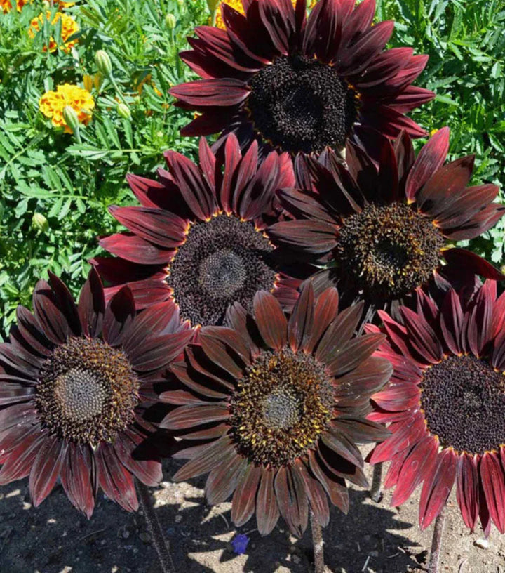 Heirloom Non-GMO Cherry Sunflower Seeds for Planting – Bold Red Garden Blooms