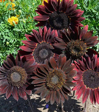 Heirloom Non-GMO Cherry Sunflower Seeds for Planting – Bold Red Garden Blooms