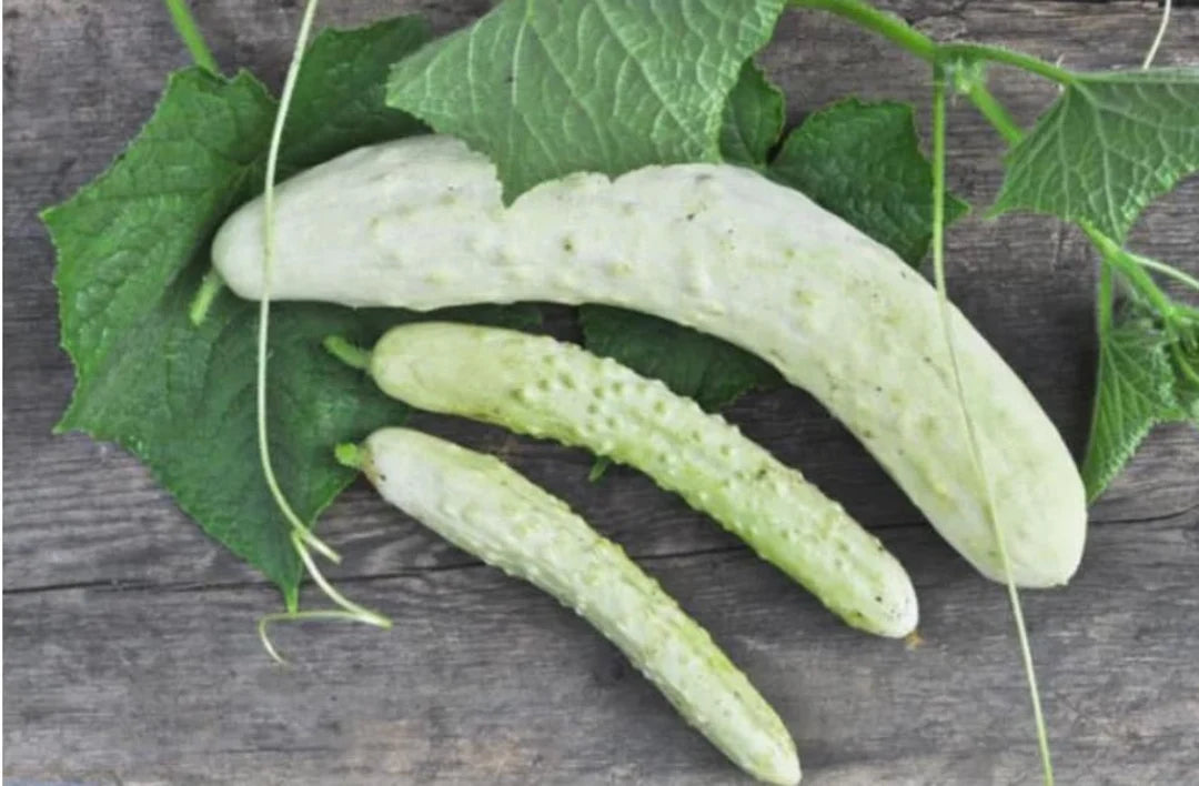 Itachi – Cucumber Seed