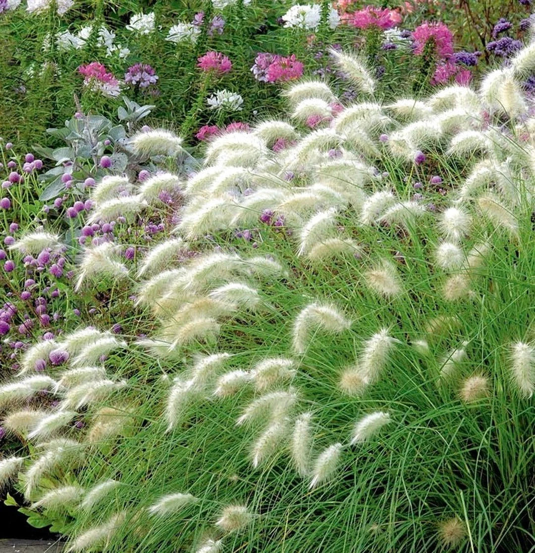 Feathertop – Ornamental Grass Seed