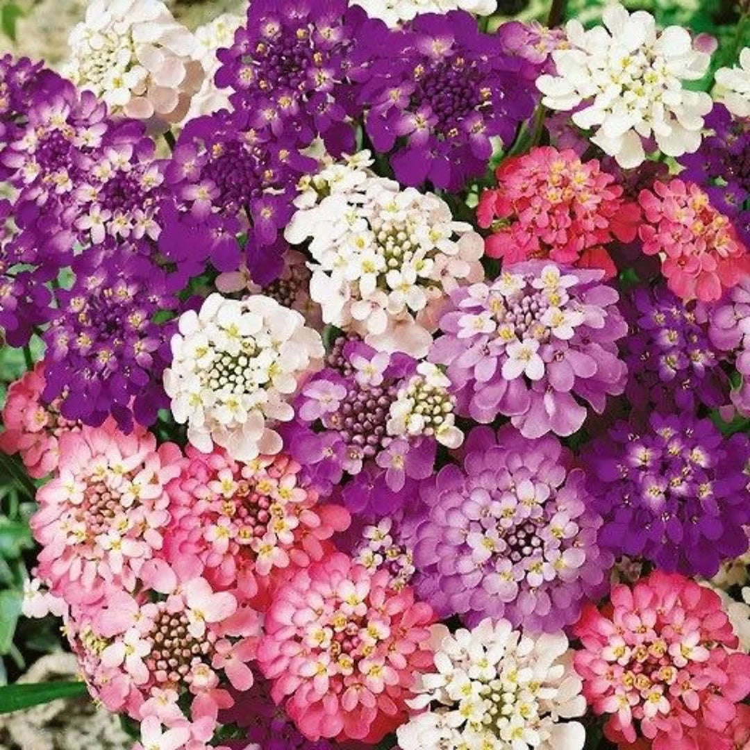 Candytuft- Dwarf Fairy Mixed